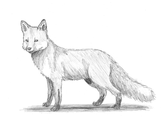 How to Draw a Red Fox