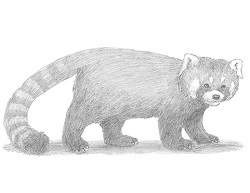 How to Draw a Red Panda