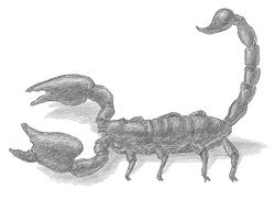 How to Draw a Scorpion