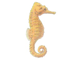 How to Draw a Seahorse