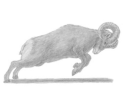 How to Draw a Bighorn Ram