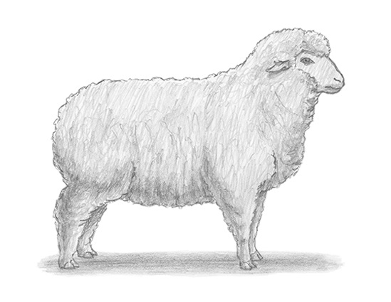 Sheep How to Draw a Sheep Wool Side View
