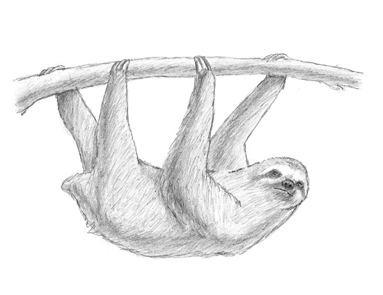 How to Draw a Sloth