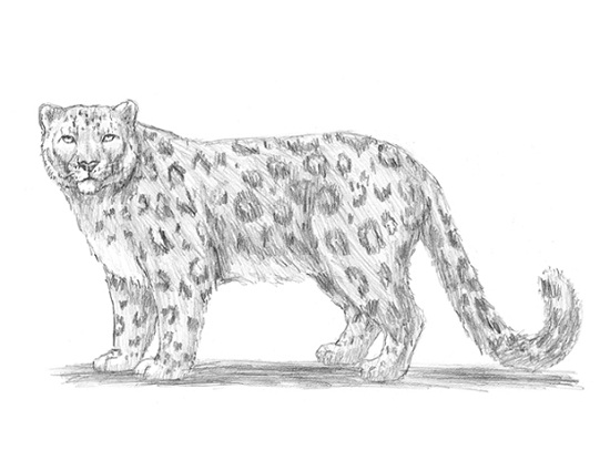 How to Draw a Snow Leopard