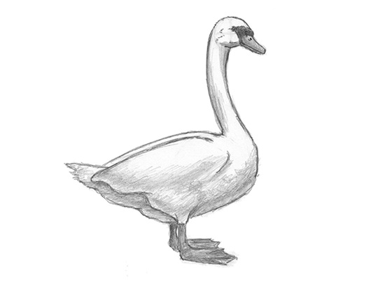 How to Draw a Swan