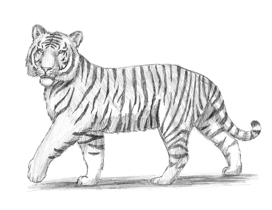 Draw a Tiger Pencil