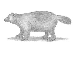 How to Draw a Wolverine