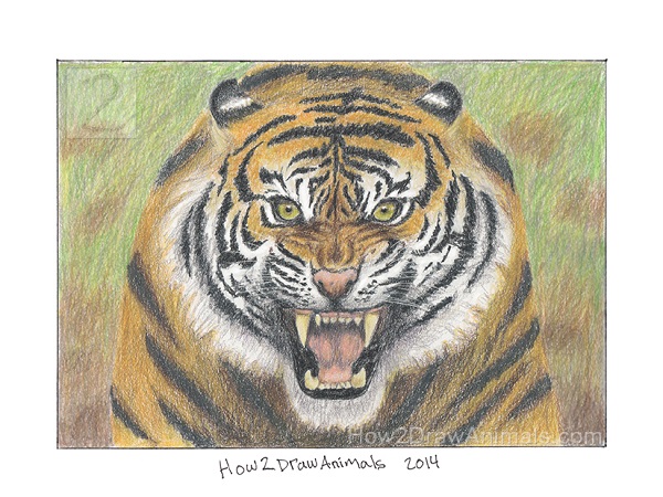 Tiger Drawing